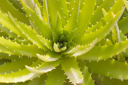 El Áloe Vera, La Planta "milagrosa"